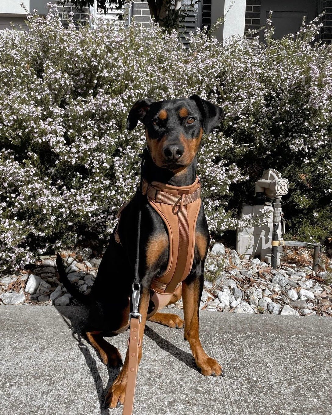 Why Is Chocolate So Bad For Dogs?