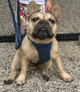 Why Your Brachycephalic Dog Needs a Harness - Pelucci
