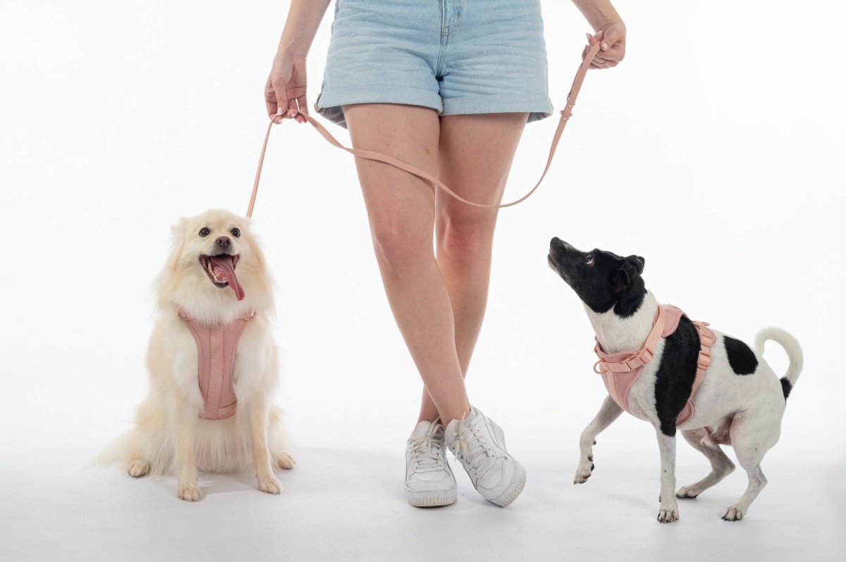 Harness Walk Kit - Pelucci