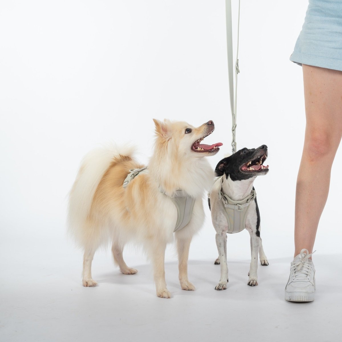 Harness Walk Kit - Pelucci