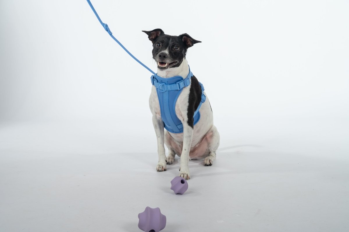 Treat Tumbler - Pelucci