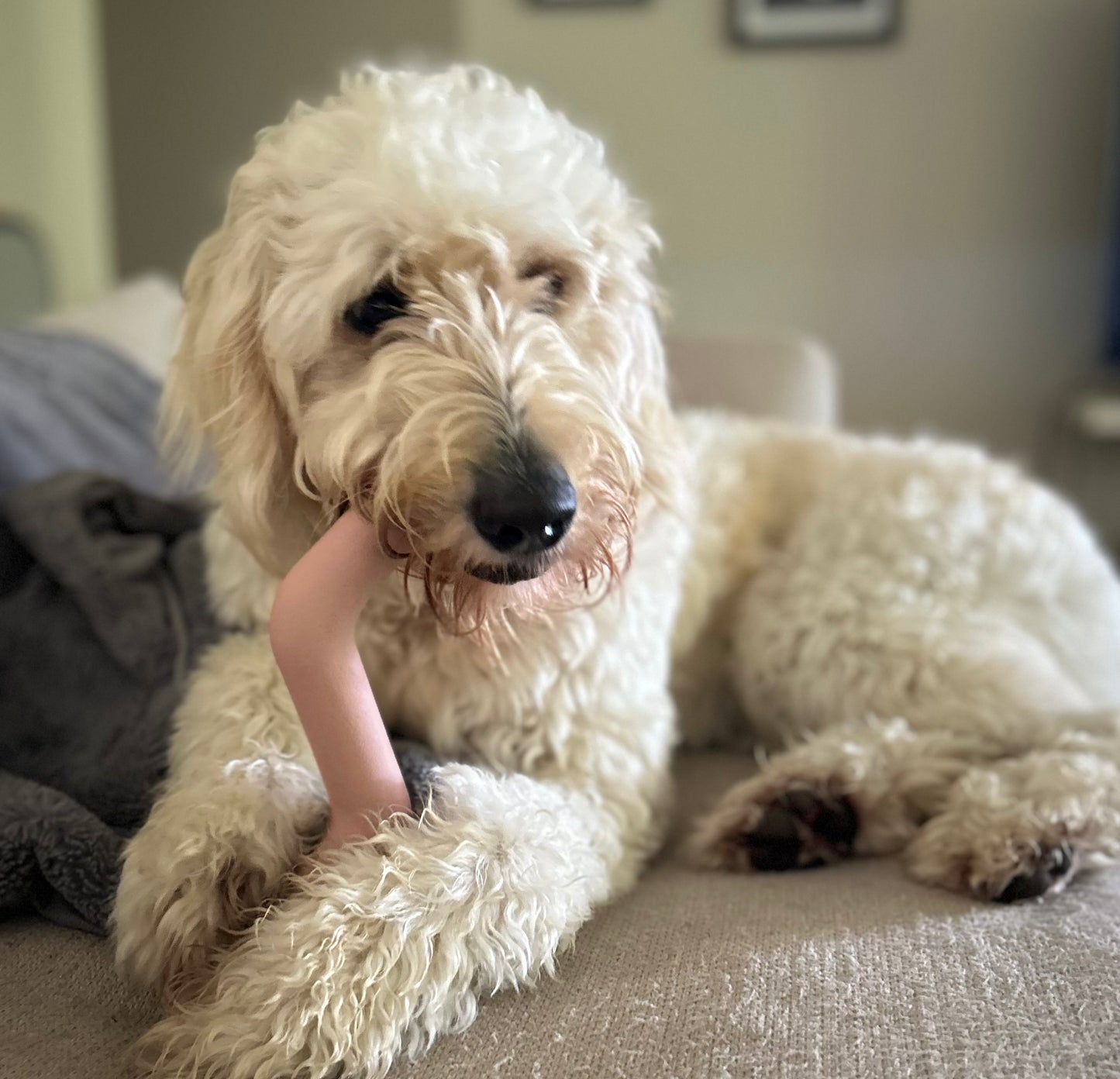 Chew Bolt