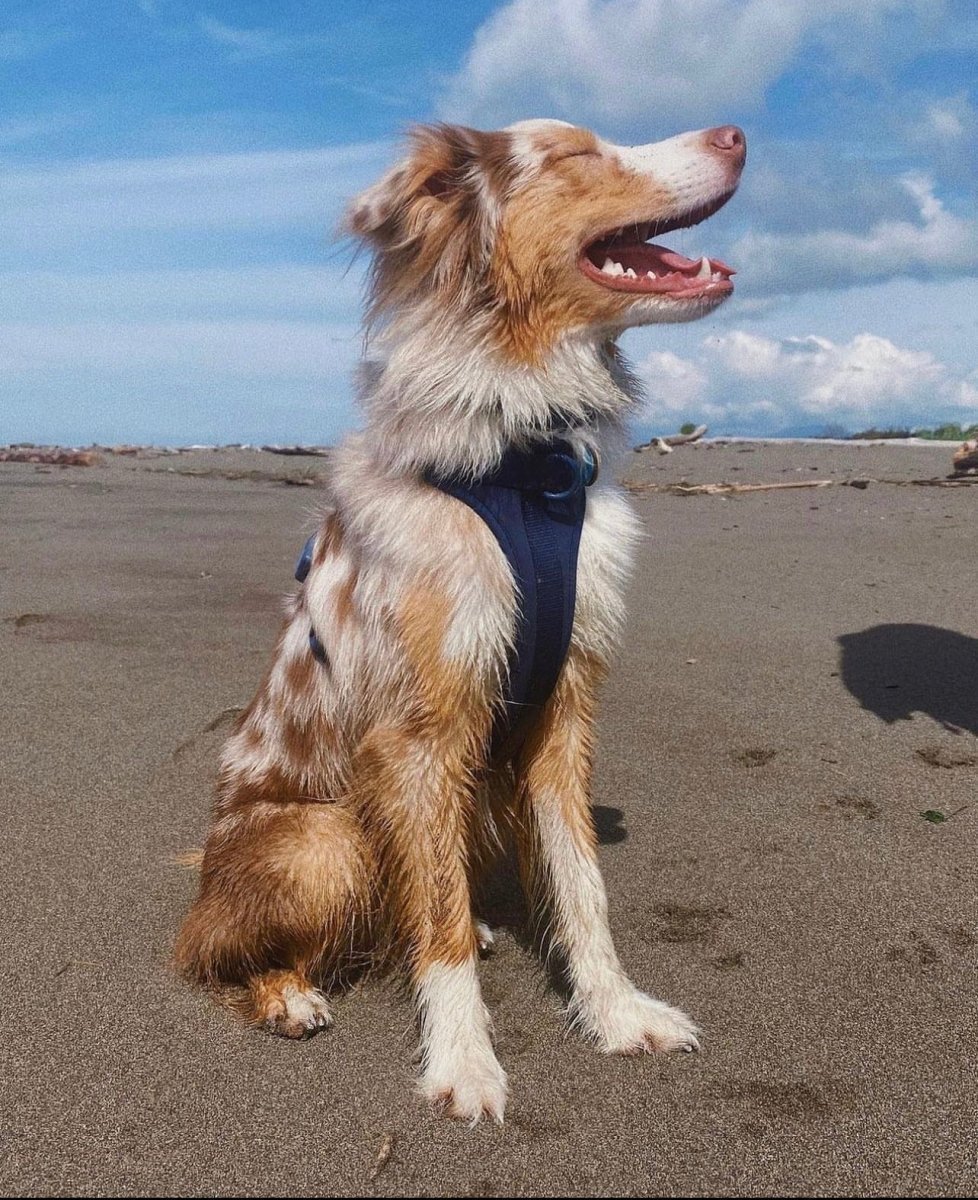 Harness Walk Kit - Pelucci