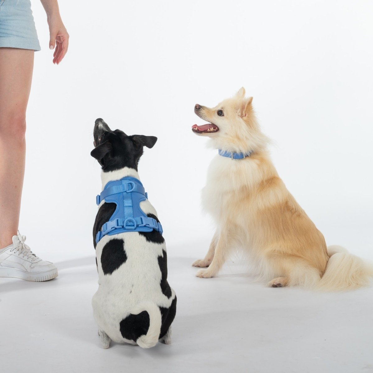 Harness Walk Kit - Pelucci