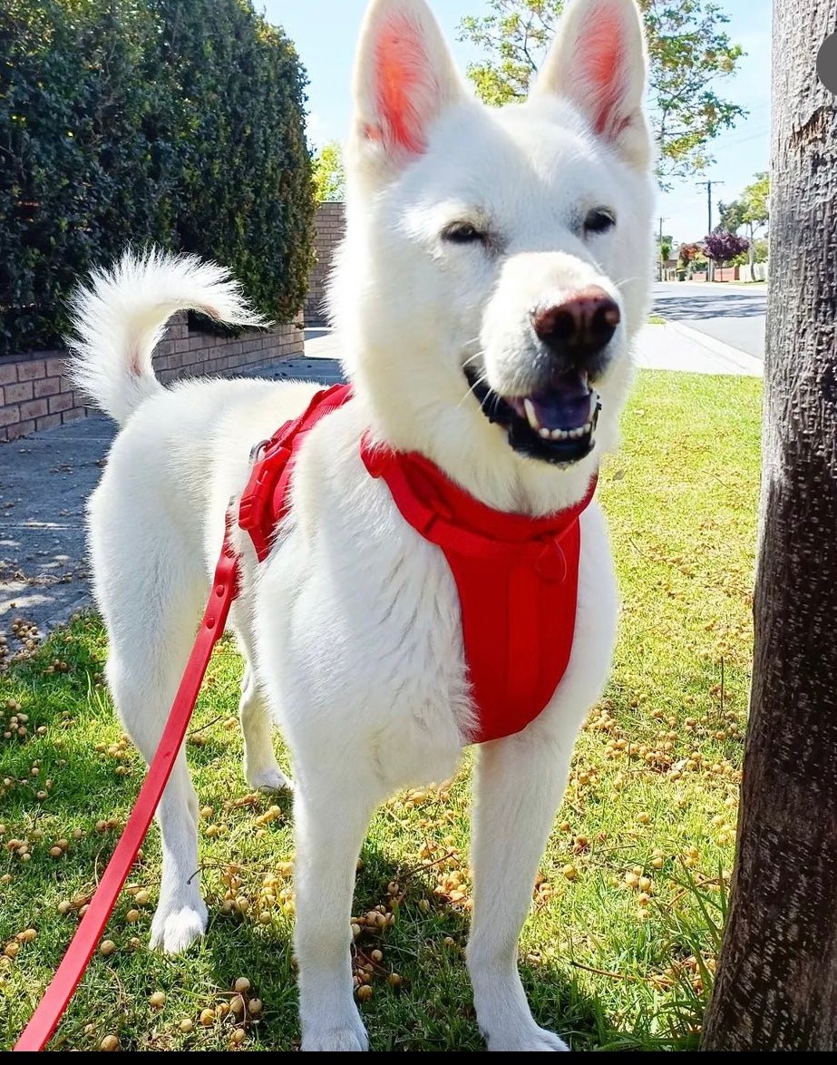 Harness Walk Kit - Pelucci