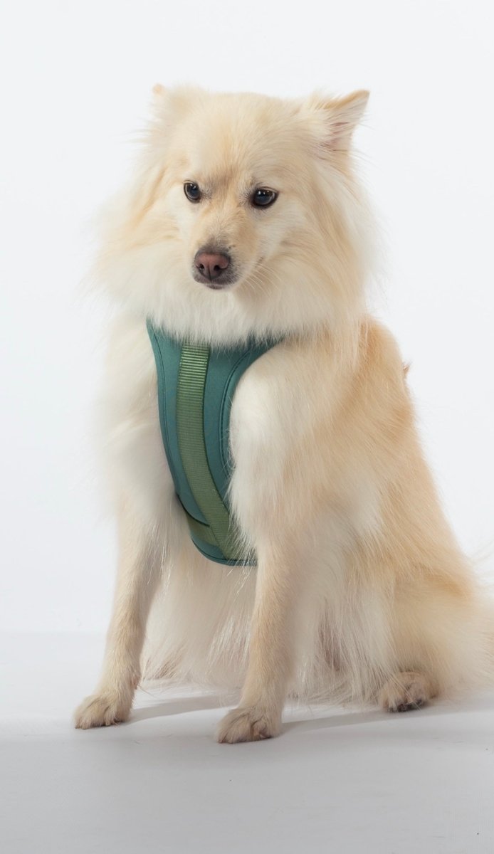 Harness Walk Kit - Pelucci