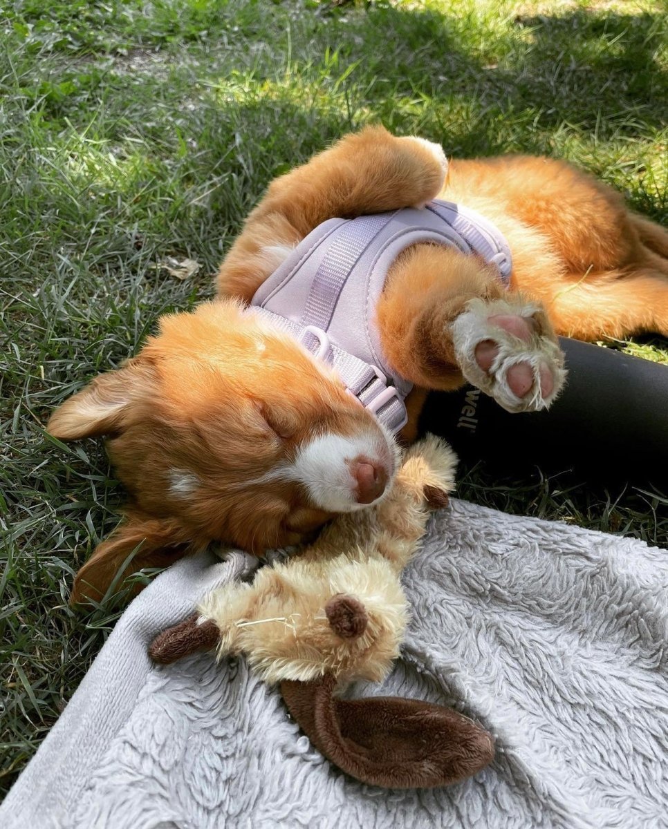 Harness Walk Kit - Pelucci