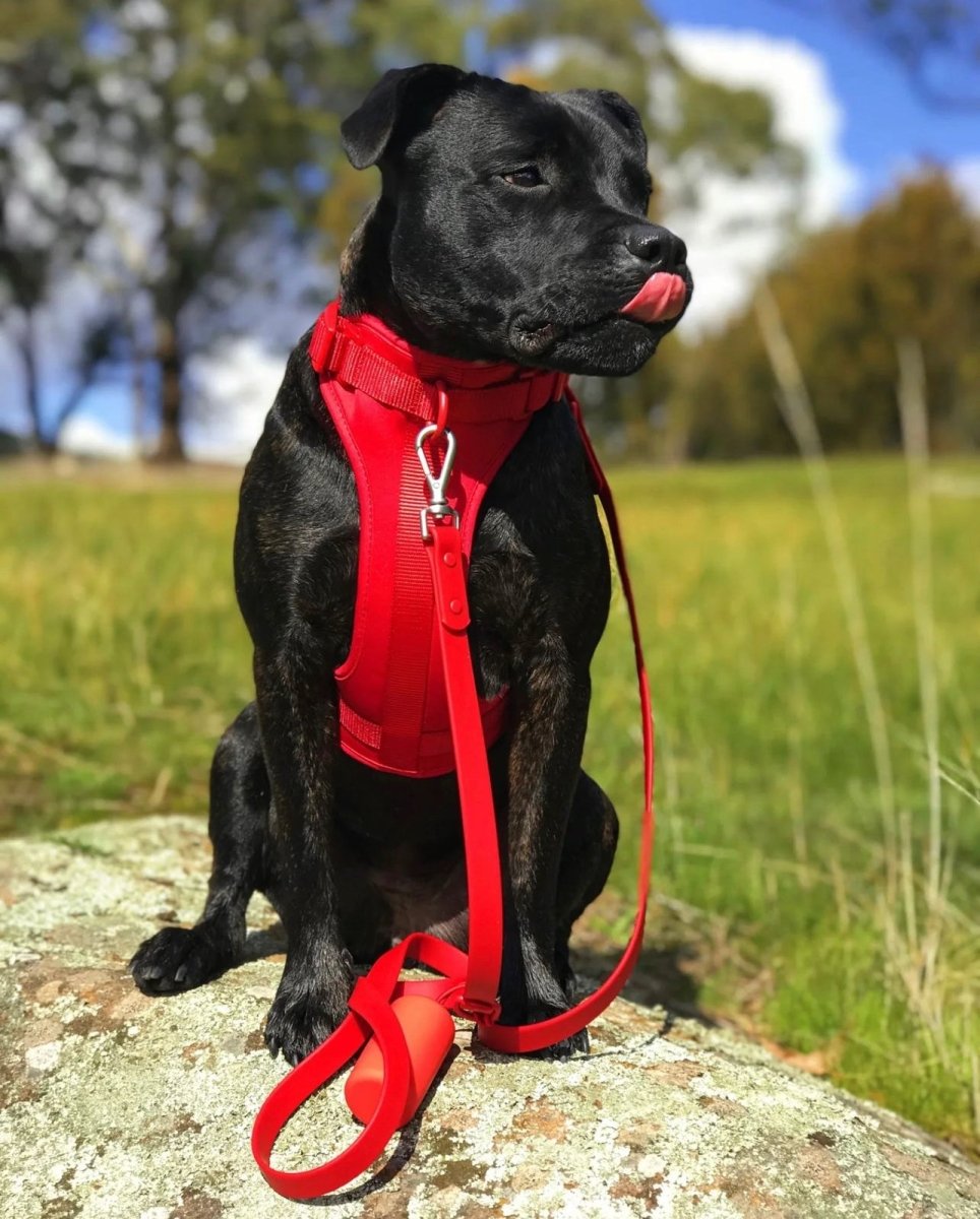 Harness Walk Kit - Pelucci