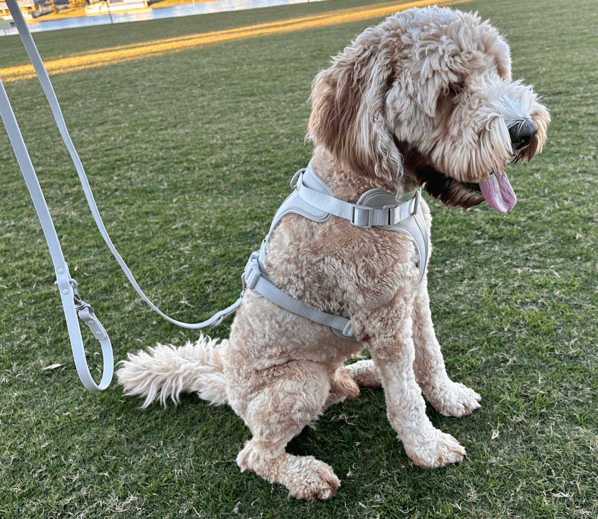 Harness Walk Kit - Pelucci