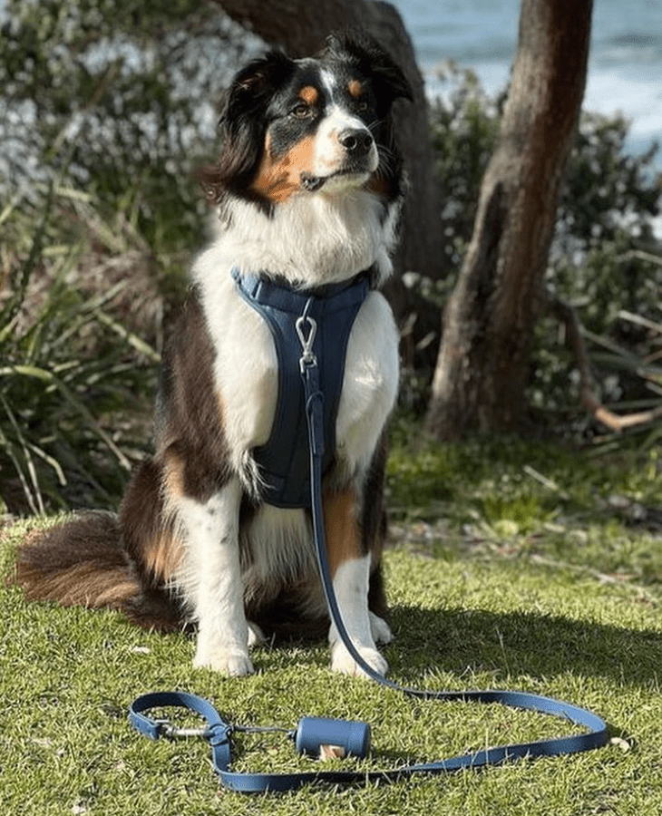 Harness Walk Kit - Pelucci