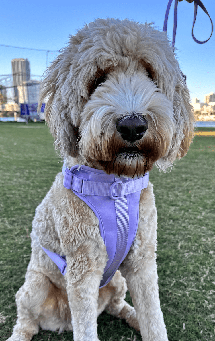 Harness Walk Kit - Pelucci