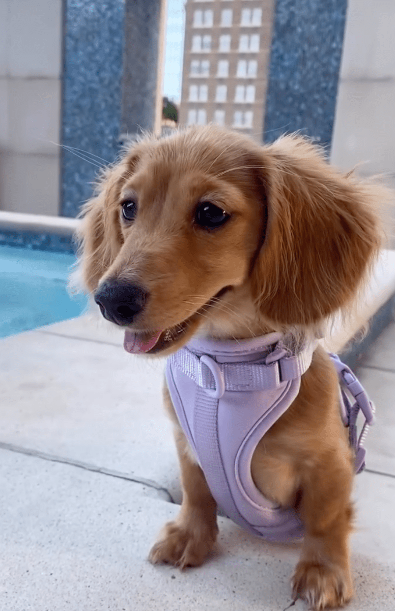 Harness Walk Kit - Pelucci