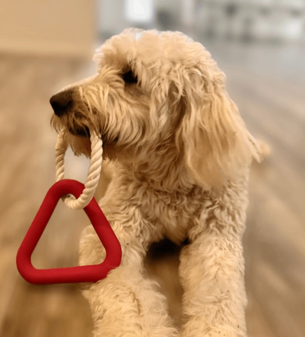 Dog holding the Pelucci Tug Rope in Rosella Red