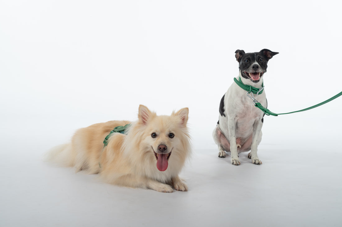 What you Need to Make Dog Walking Easy and Fun!