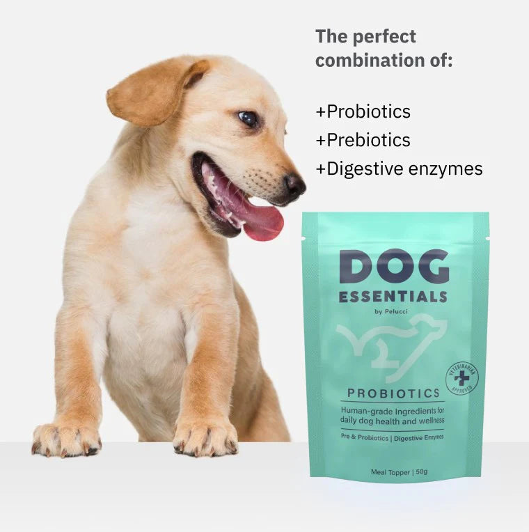 Why probiotics are beneficial to your dog’s health