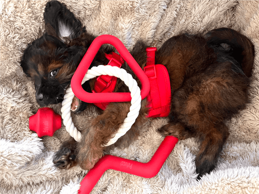 Interactive Toys That Every Work-from-Home Dog Parent Needs - Pelucci