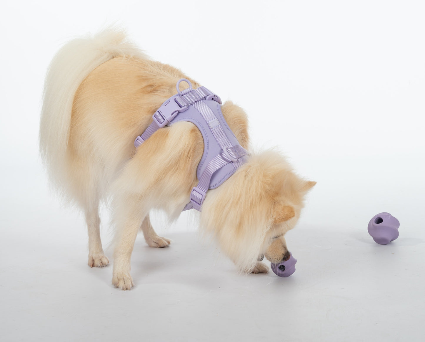 Lilac harness and lilac treat tumbler 
