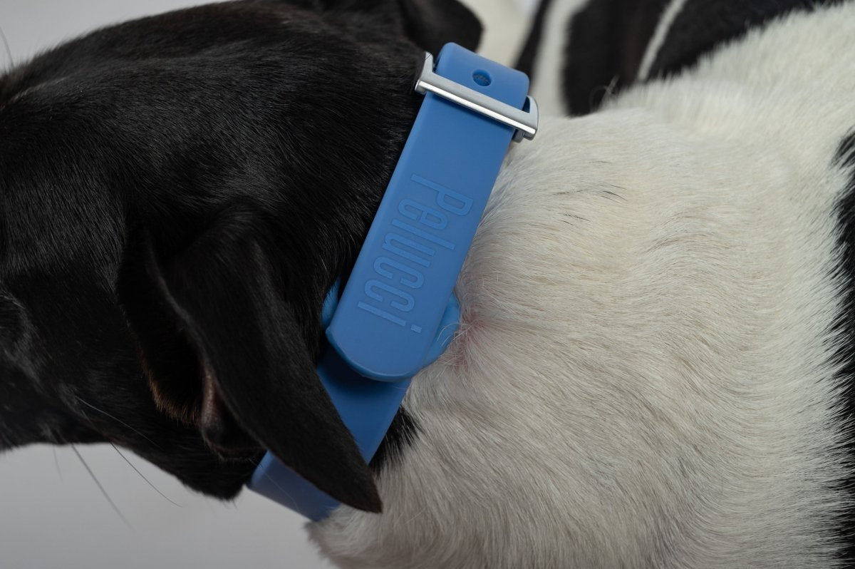 Collar Walk Kit - Pelucci