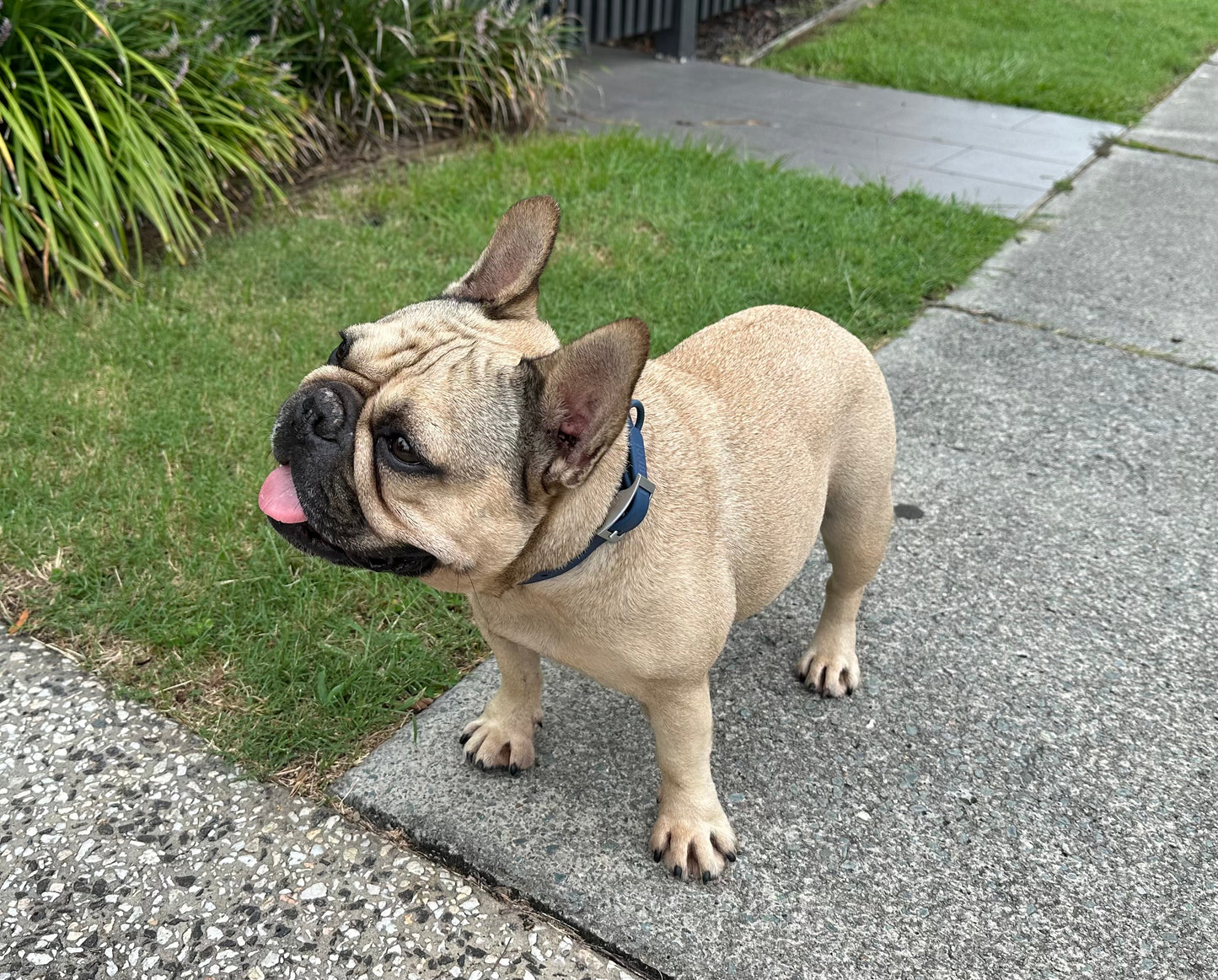 Collar