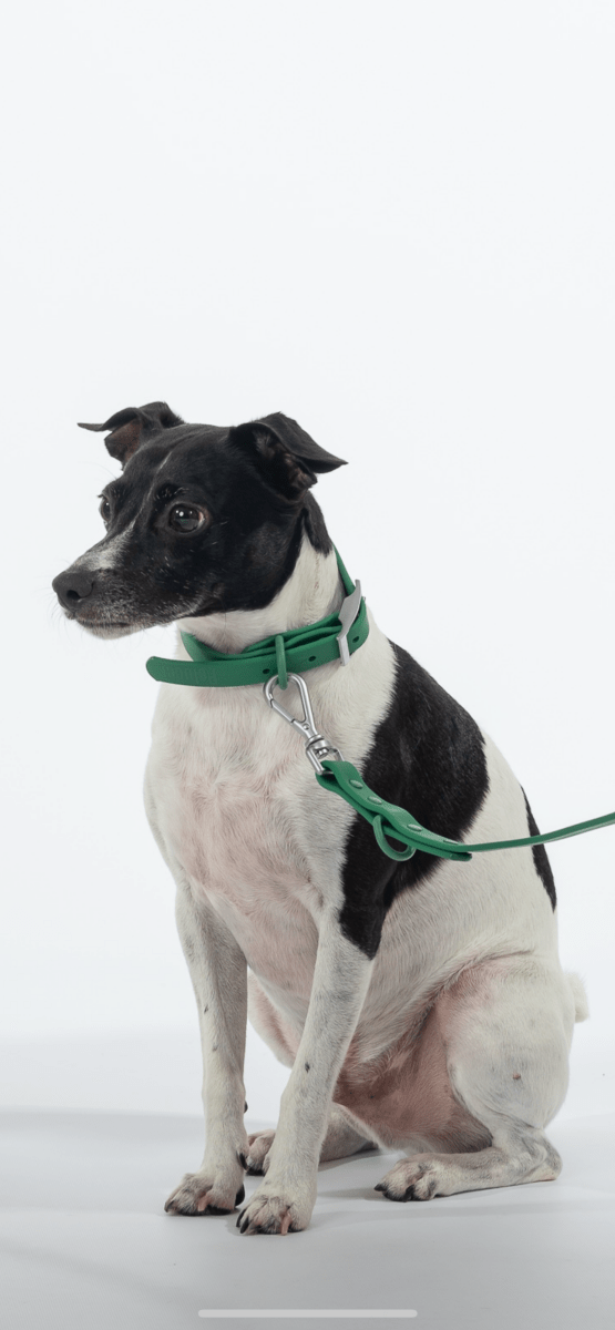 Collar Walk Kit - Pelucci