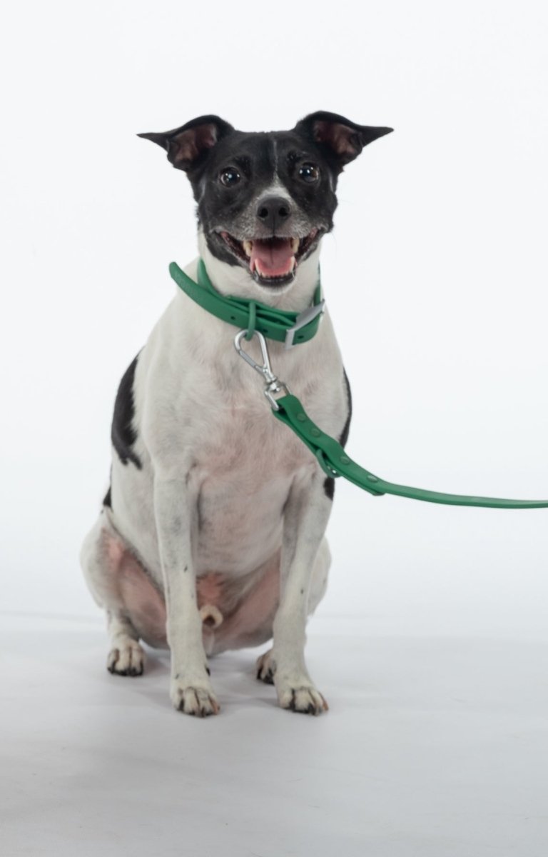 Collar Walk Kit - Pelucci