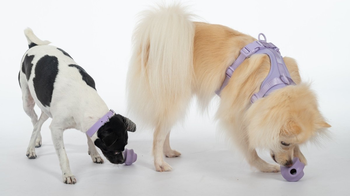 Harness Walk Kit - Pelucci