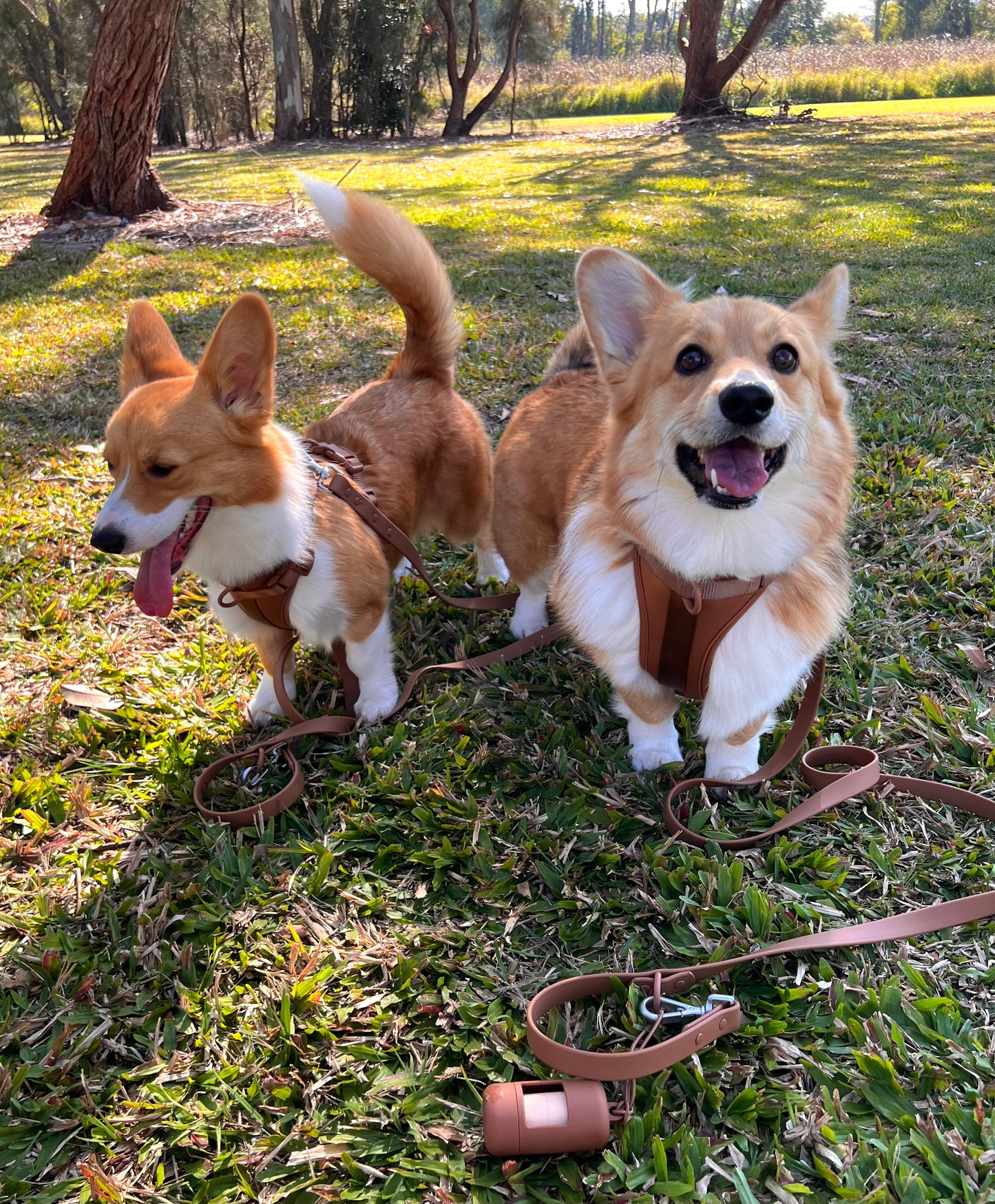 Harness Walk Kit