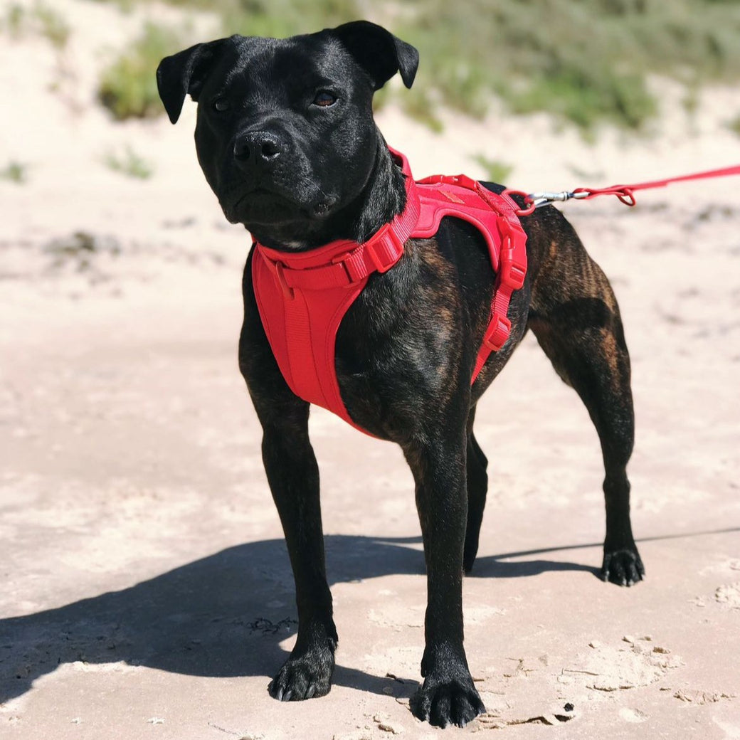 Black dog standing on a beach wearing a red Pelucci harness, with the lead clipped to a back ring