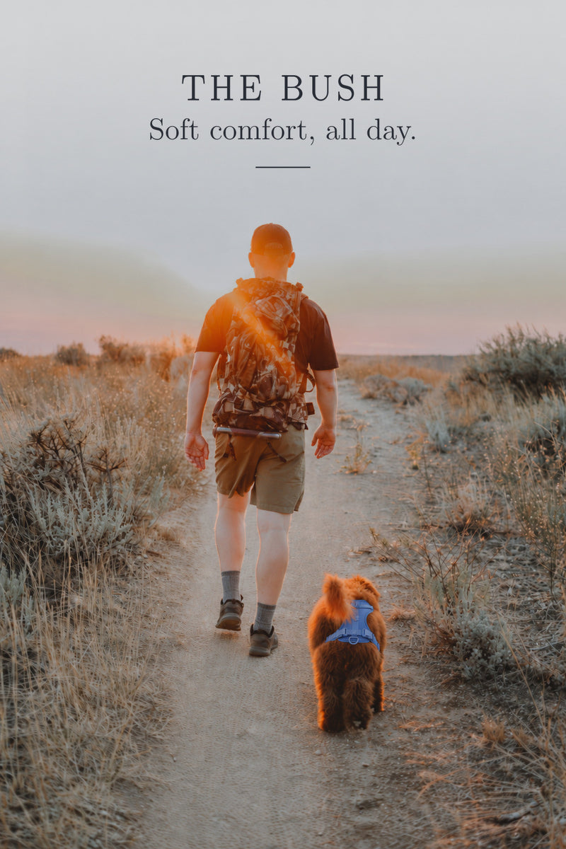 The Bush: walking a dog on a bush track