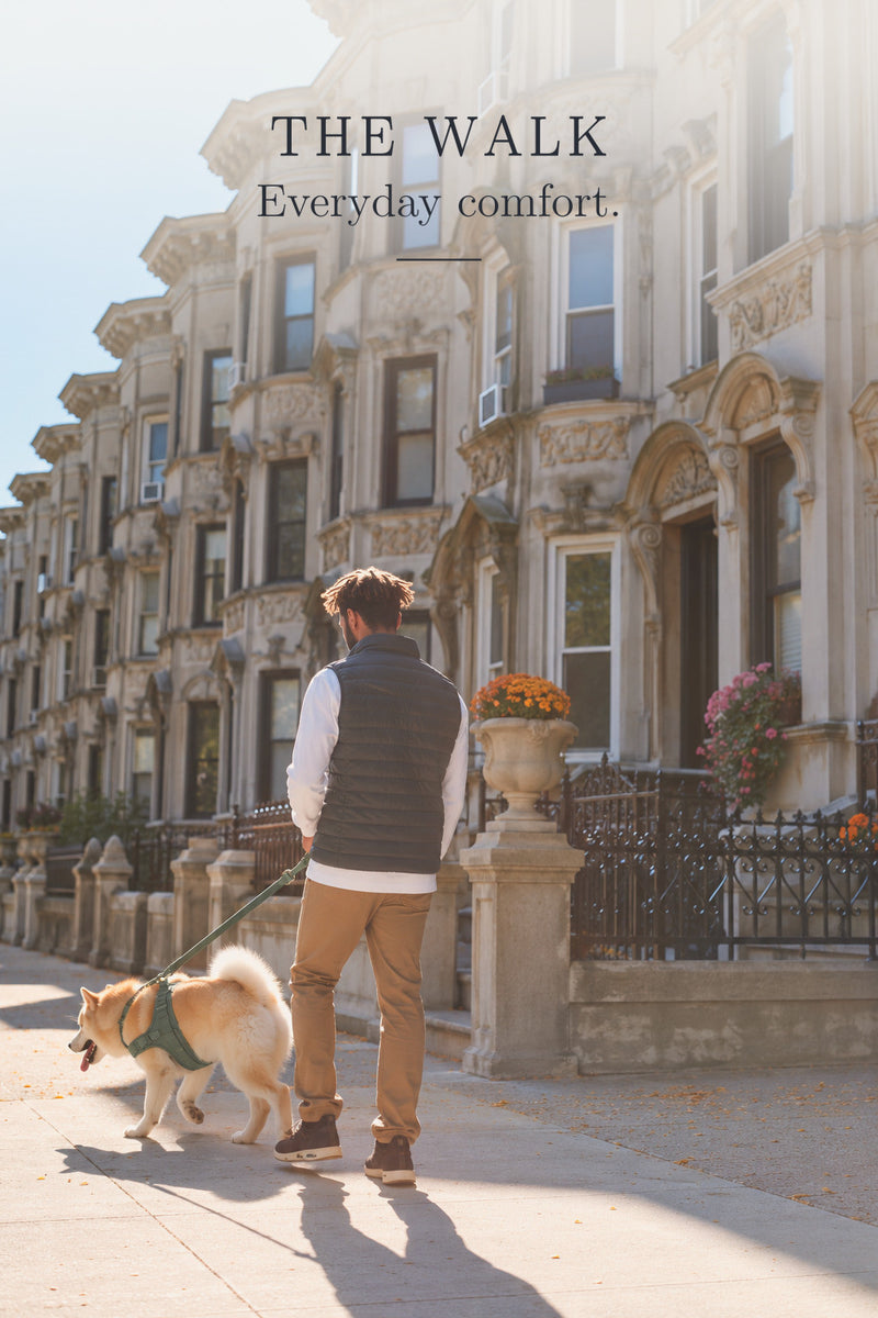 The Walk: a city walk with a dog in a Pelucci harness