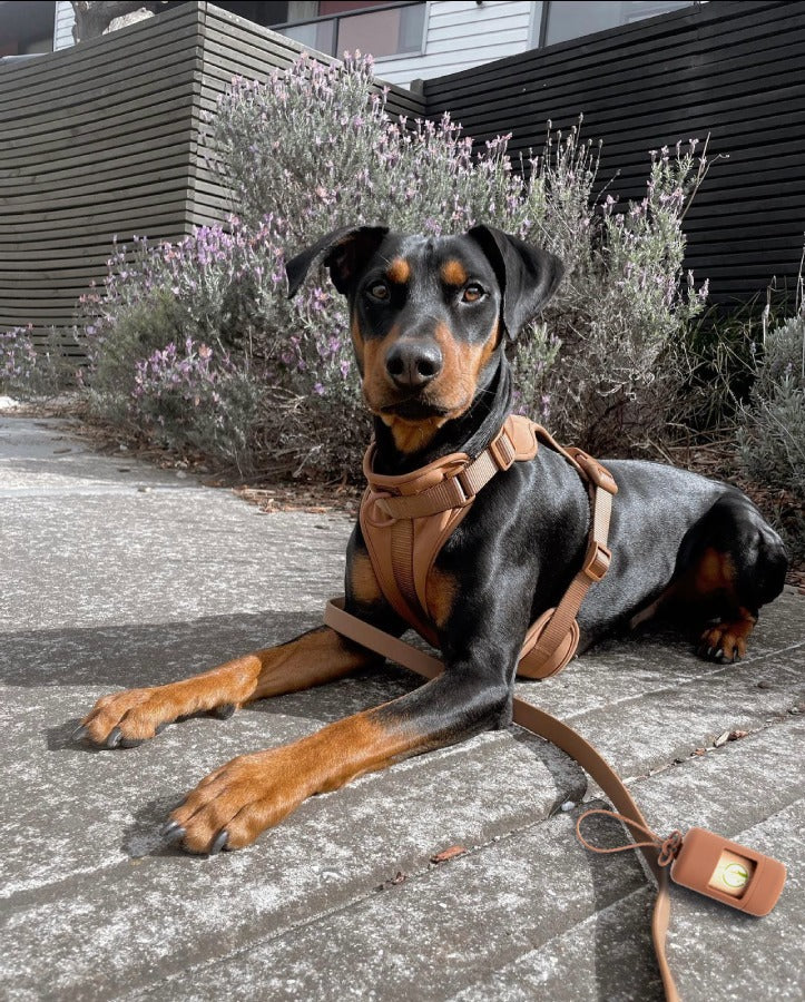 Doberman lying on a footpath wearing a cocoa Pelucci harness, with the matching lead and poop bag carrier beside it