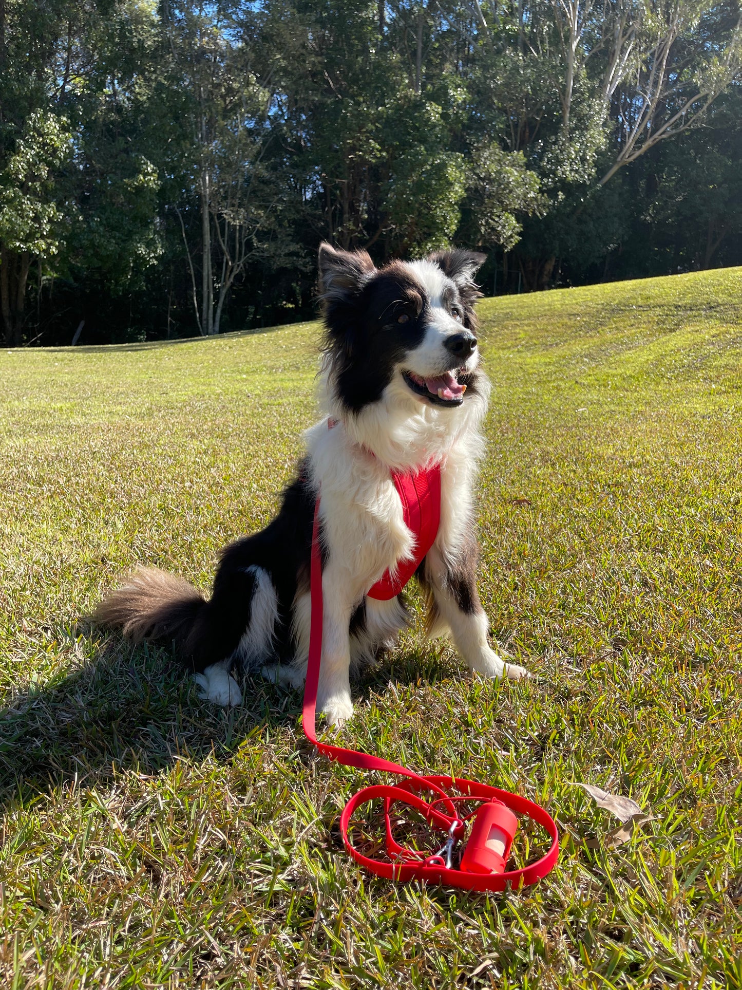 Harness Walk Kit